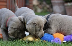 Silber Labrador Welpen