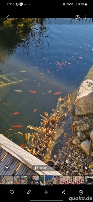 Goldfische 