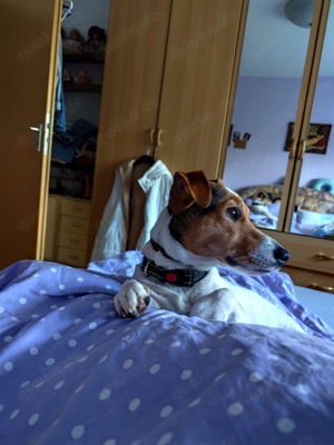 Deckrüde Jack Russel 