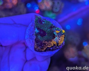 Acanthastrea Echinata (dreifarbig)