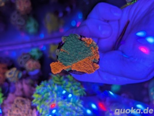 Montipora (grafted, Rainbow, Mystic Sunset, Forestfire, orange)