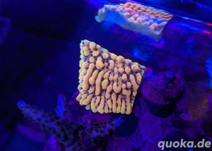 Montipora (Crazy-T, Capitata, Tropic Thunder, grün lila), Milka