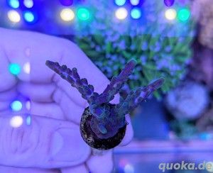 Acropora (blau spliced, gomezi, Mango Garden, Red Planet)