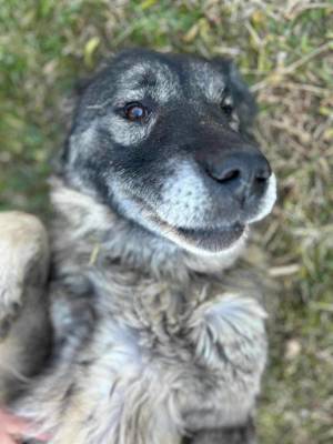 Julie s Traum soll wahr werden Bild 2