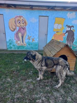 Julie s Traum soll wahr werden Bild 5