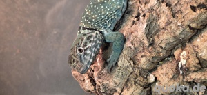 Halsbandleguan 