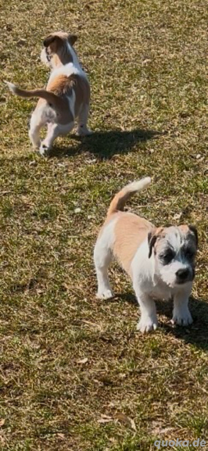 kleine Welpen Französische Bulldogge Mix -Malteser
