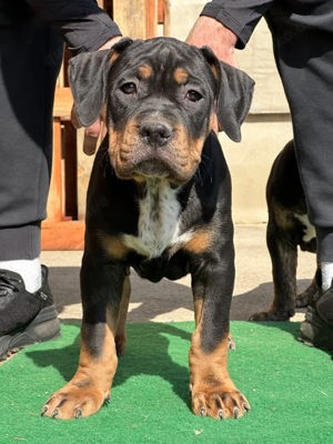American Bully XL Welpe