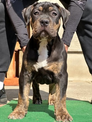 American Bully XL Welpe
