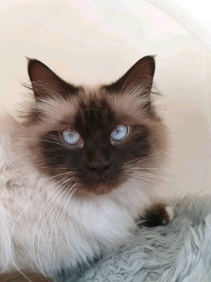 Heilige Birma kater kastrat 