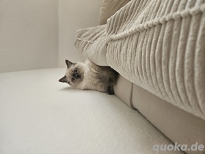 Blh kitten