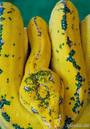 suche Morelia Viridis High yellow
