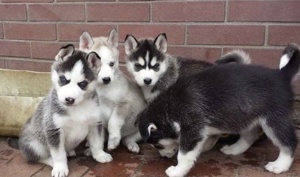 Siberian Husky Welpen