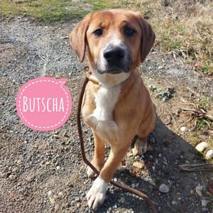 Butscha, verschmuster Labrador Beagle Mischling