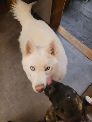Huskyhündin sucht ein Zuhause