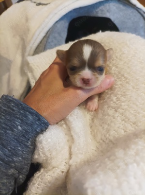 Wunderschöne Chihuahua Welpen  Bild 2