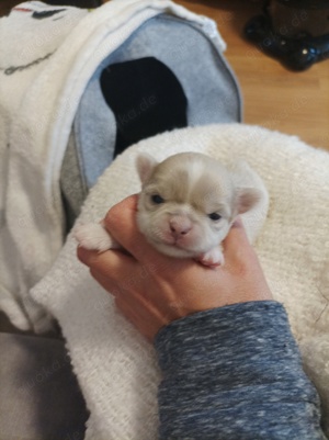 Wunderschöne Chihuahua Welpen  Bild 1