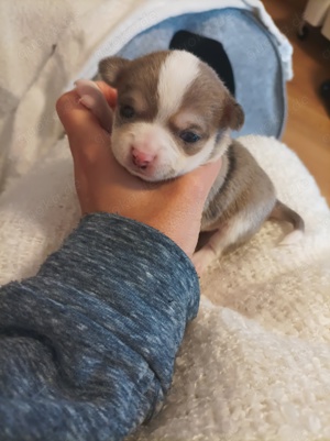Wunderschöne Chihuahua Welpen  Bild 3