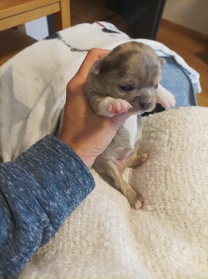 Wunderschöne Chihuahua Welpen  Bild 4