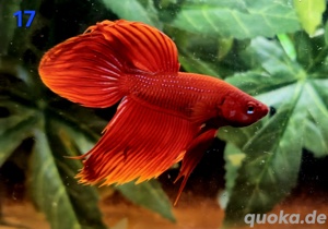 Kampffisch Männchen Betta splendens Veiltail