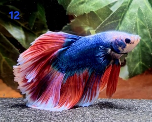Kampffisch Männchen Betta splendens Halfmoon 