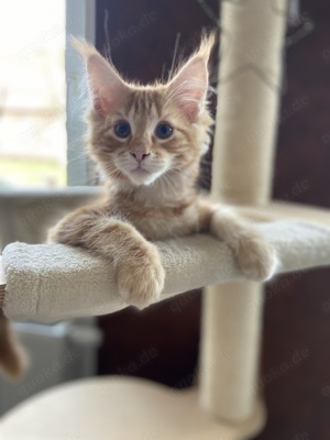 Orangener Main coone Kater Bodo 