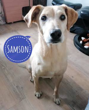Samson, liebevoller Labrador Mischling