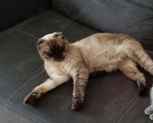 2 katzen wegen allergie abzugeben 
