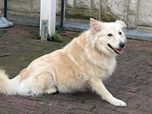 Jenny, Schäferhund   Spitz   Samojede Mix Bild 5