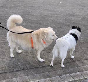 Jenny, Schäferhund   Spitz   Samojede Mix Bild 3