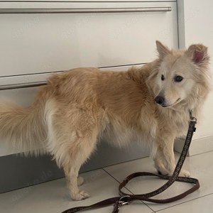 Jenny, Schäferhund   Spitz   Samojede Mix Bild 4