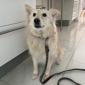 Jenny, Schäferhund   Spitz   Samojede Mix Bild 2