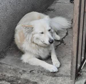 Jenny, Schäferhund   Spitz   Samojede Mix Bild 6