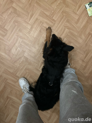 altdeutscher schäferhund mix 