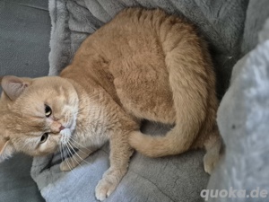 Bkh Gold (DECKKATER Sehr Erfahren)