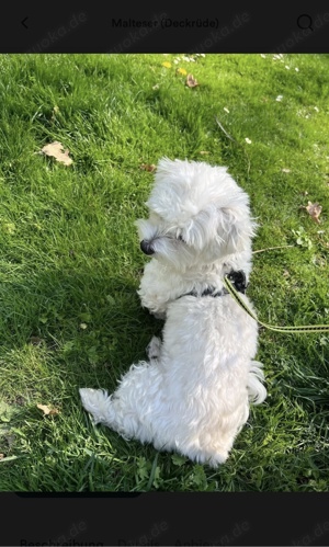 Deckrüde Mini Malteser (keinen Verkauf!)