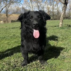 Iro, freundlicher Retriever Dackel Mischling Bild 5