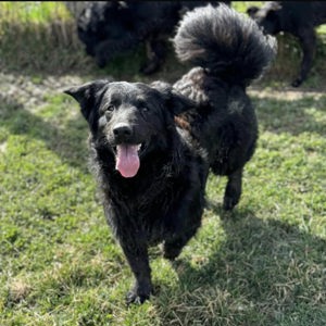 Iro, freundlicher Retriever Dackel Mischling Bild 3