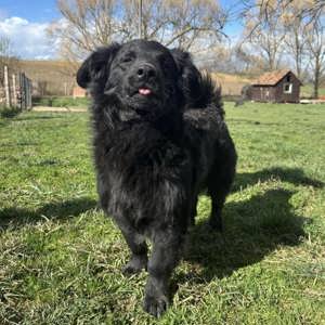 Iro, freundlicher Retriever Dackel Mischling Bild 4