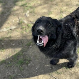 Iro, freundlicher Retriever Dackel Mischling Bild 2