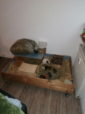 Verschenken 3 Meerschweinhen mit Zubehör