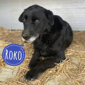 Roko, ruhiger Labrador Mischling