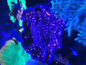   Koralle Mycedium Robokaki, "raspberry eye" Rarität Bild 2