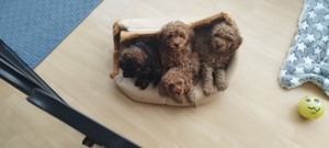 Toypudel Welpen 