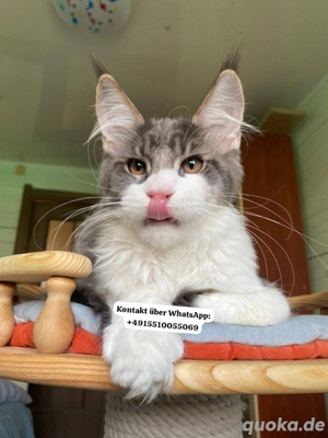 Maine-Coon-Kätzchen zu verkaufen