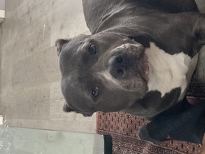 American Bully 3 Jahre 