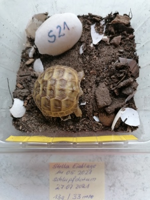 Landschildkröten T. Horsfieldii abzugeben