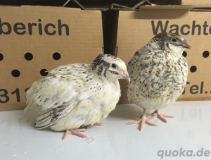 Legewachteln, Wachteln, Lieferung möglich!