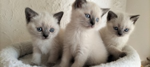 BKH kurzhaarig, blaue Augen, 12 Wochen, 3 Mädchen