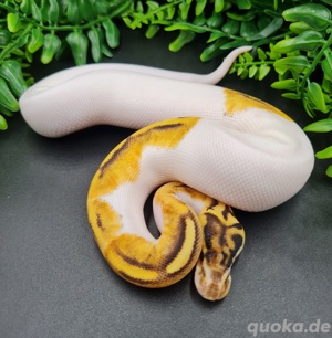 1.0 Pastel Special Gene X Pied 